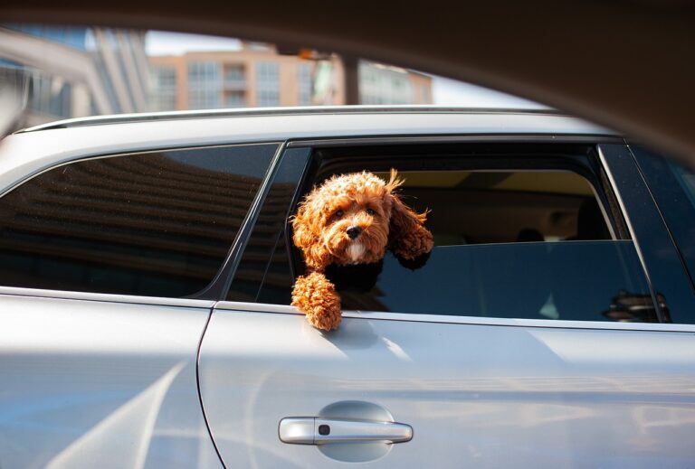 Rental_Car